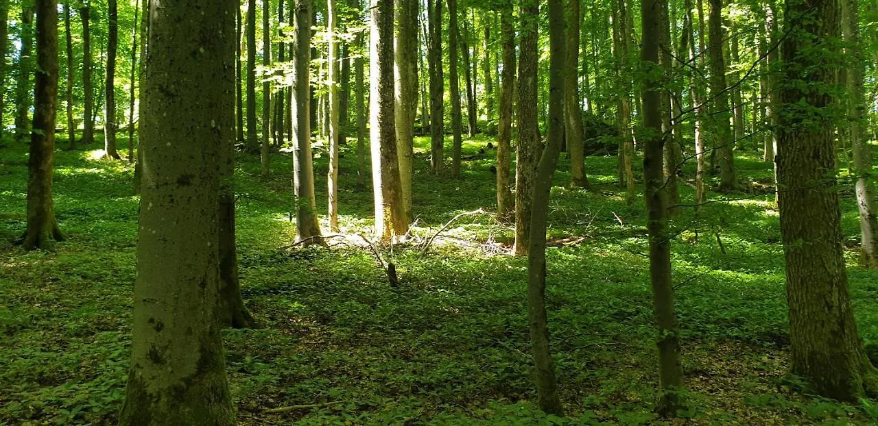 Kaline 2 Apartman Wildflecken